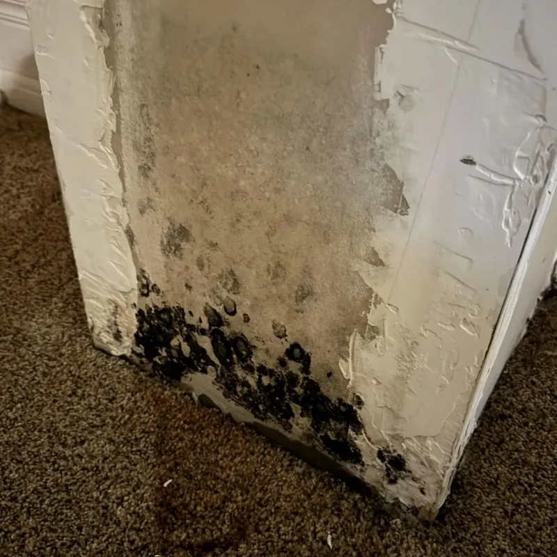Professional Mold Removal in Holland, TX